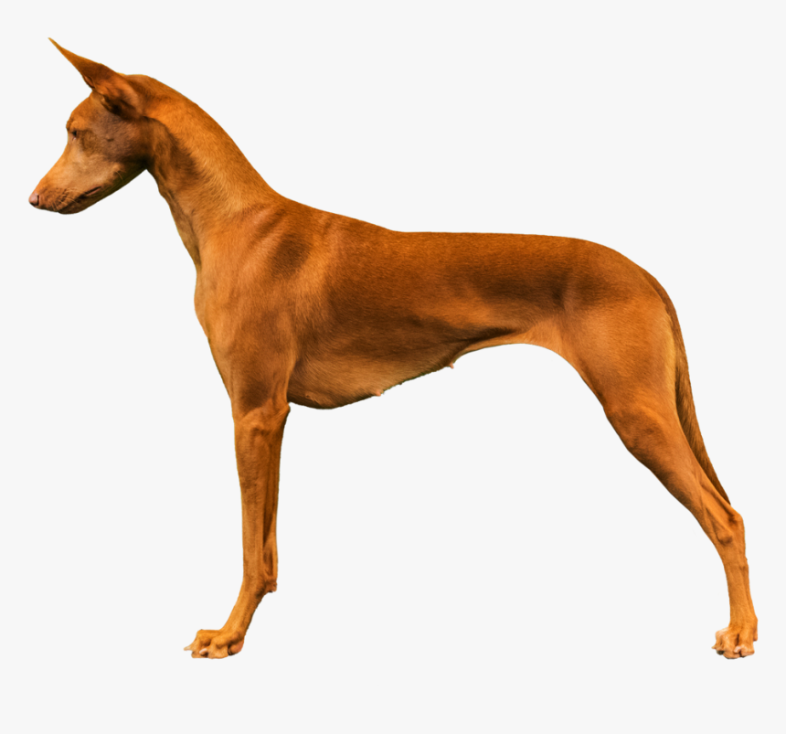 Ancient Dog Breeds, HD Png Download