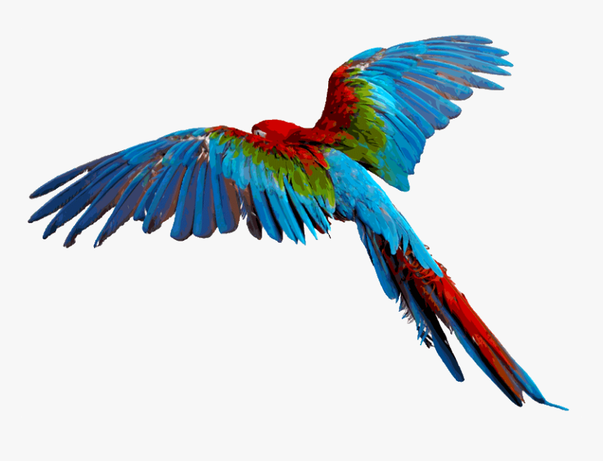 Hummingbird Clipart Rainforest Bird - Colorful Flying Birds Png, Transparent Png
