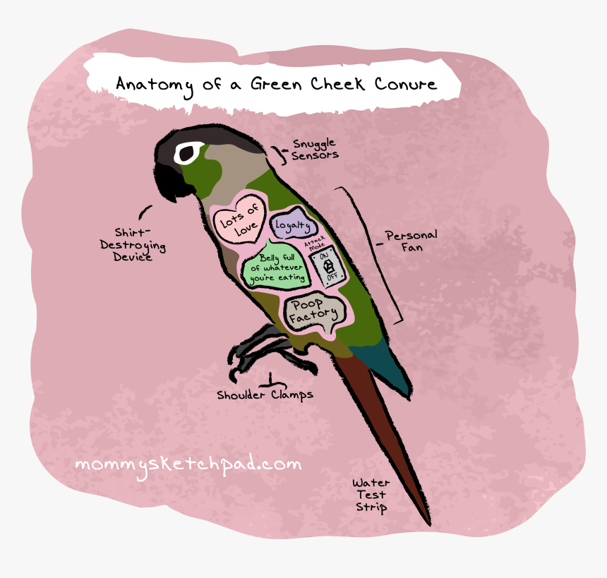 Green Cheeked Conure Drawing, HD Png Download