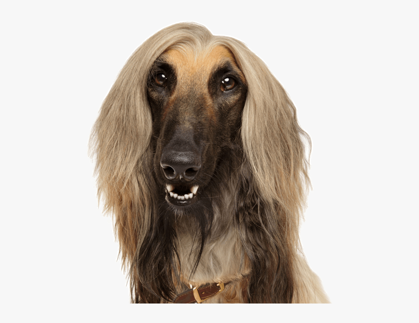 Golden Retriever Australian Terrier Poodle, HD Png Download