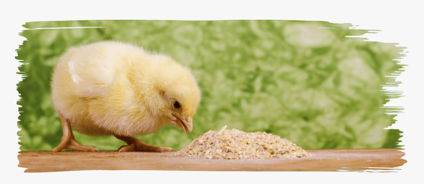 2014 Axe Chicken Co Za, HD Png Download