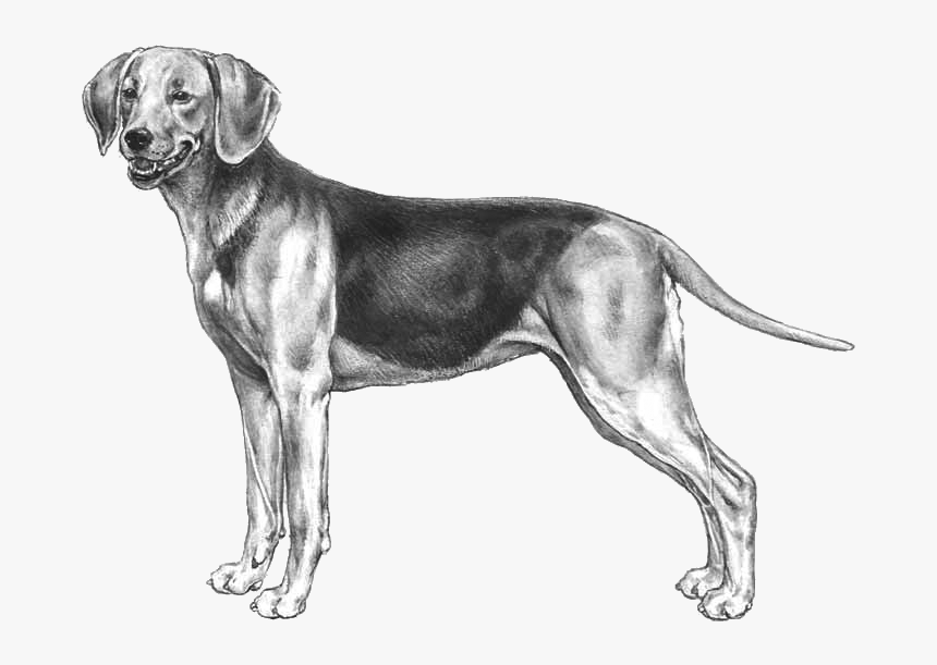Schiller Hound , Png Download - Transylvanian Hound, Transparent Png