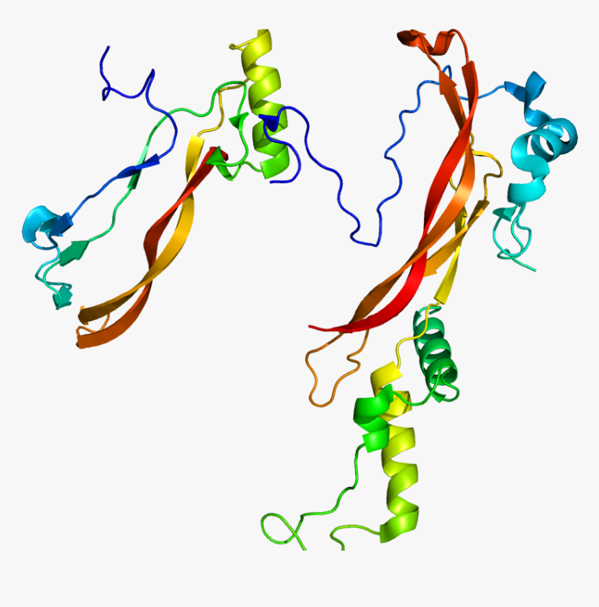 Protein Nog Pdb 1m4u - Proteina Nogina, HD Png Download