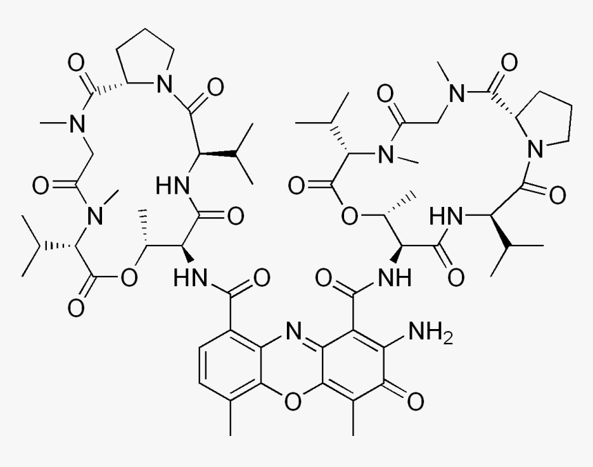 Actinomycin D, HD Png Download