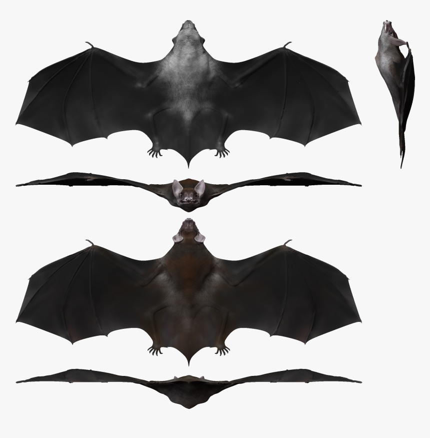 Palaeochiropteryx Render Sheet - Palaeochiropteryx, HD Png Download