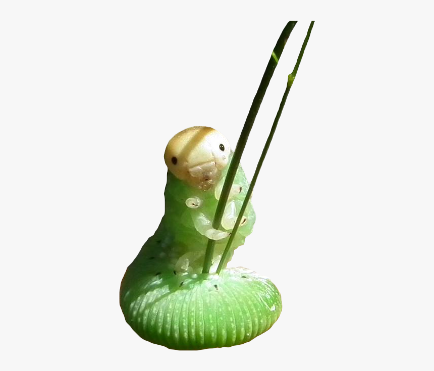 Caterpillar Holding Grass, HD Png Download