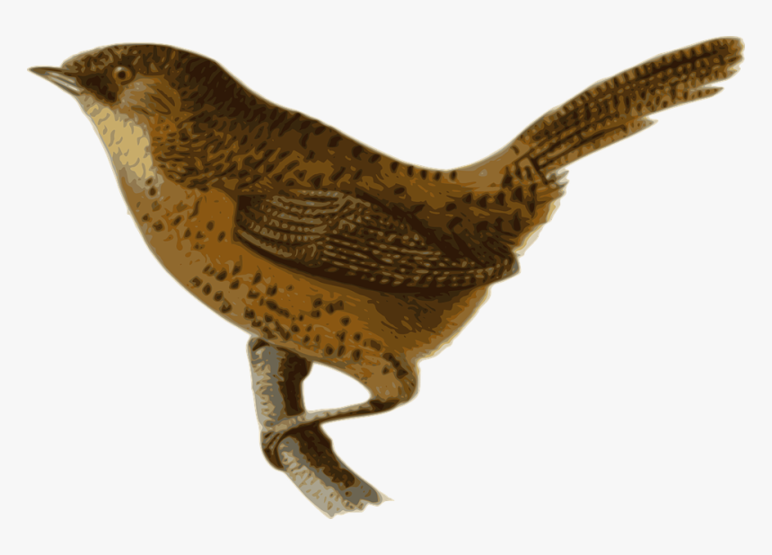 Wrens, HD Png Download