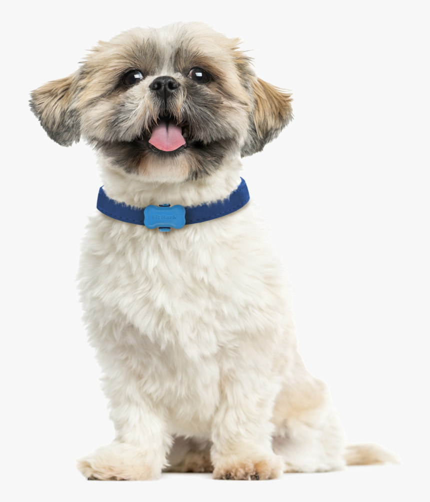 Dog Fitbit, HD Png Download