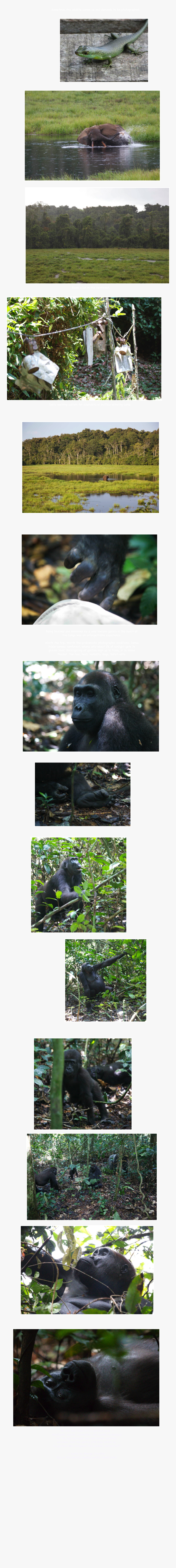 Mountain Gorilla, HD Png Download
