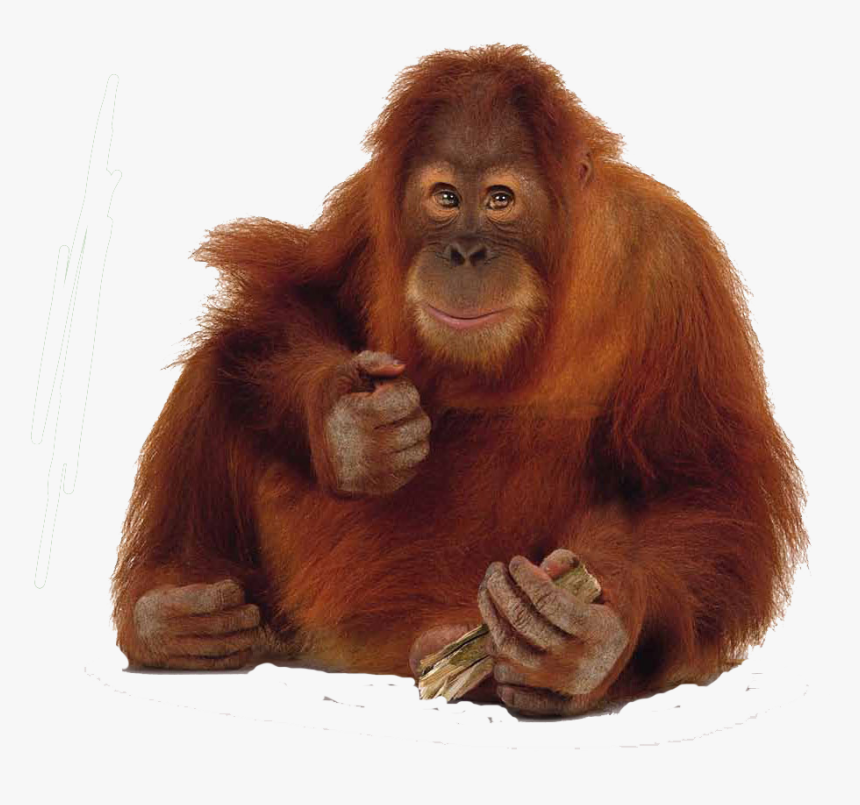 Orang Utan Png, Transparent Png