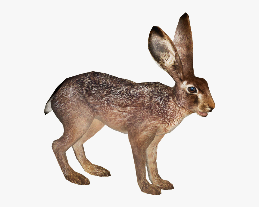 Jack Rabbit Rabit - Black-tailed Jackrabbit, HD Png Download