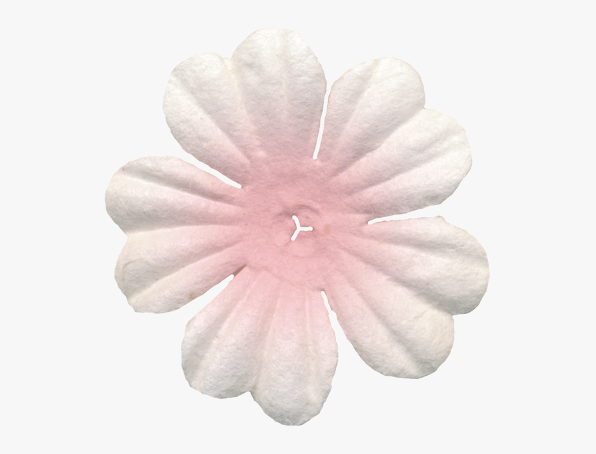 Flowers Of The Picnic Clipart - Impatiens, HD Png Download