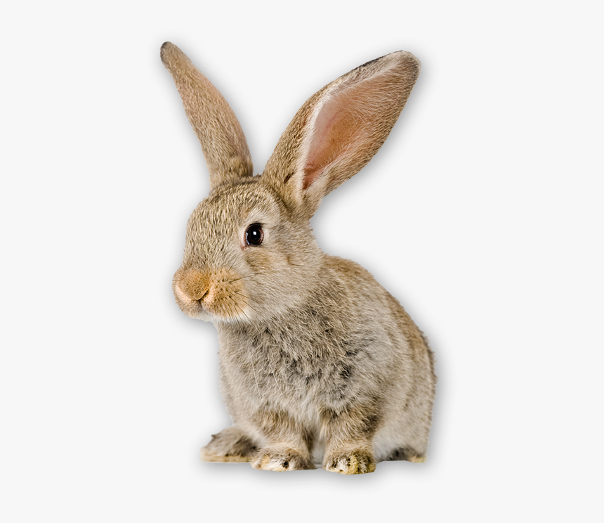 Bunny - Can Rabbits Not Eat, HD Png Download