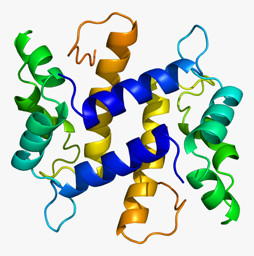 Protein S100a7 Pdb 1psr - Antimicrobial Peptide Png, Transparent Png