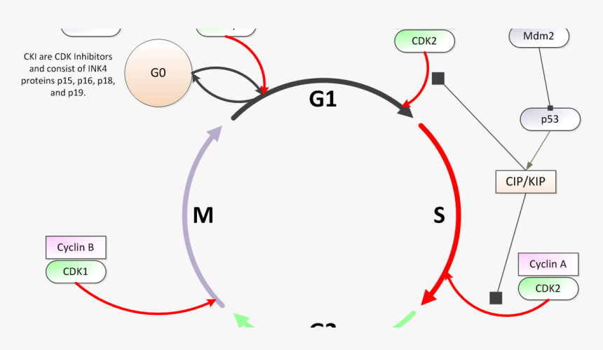 Circle, HD Png Download