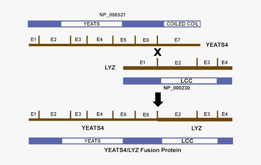 Isoform2 Genomic Instability Numa1, HD Png Download