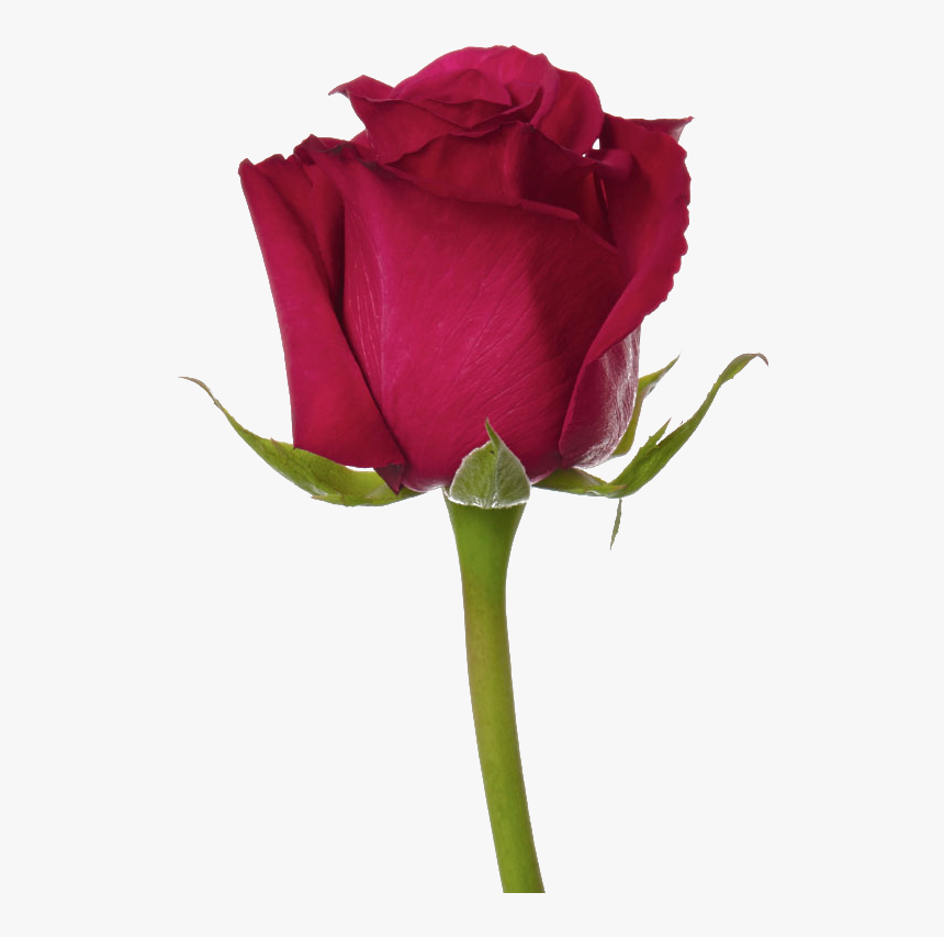 Flower Png, Transparent Png