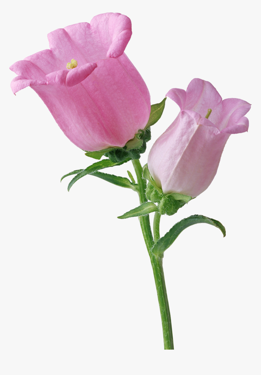 Pink Single Bellflower Transparent - Flowers, HD Png Download