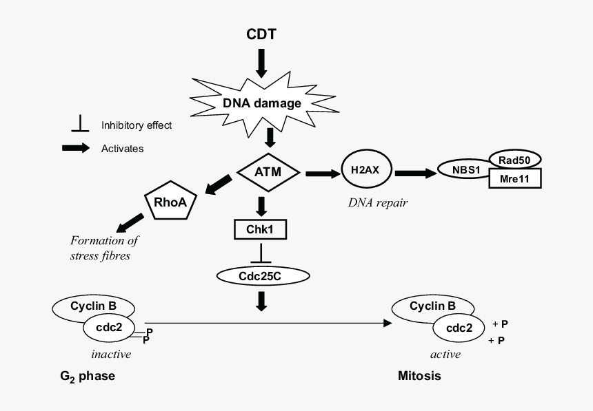 Ataxia Telangiectasia Mutated Pathway, HD Png Download