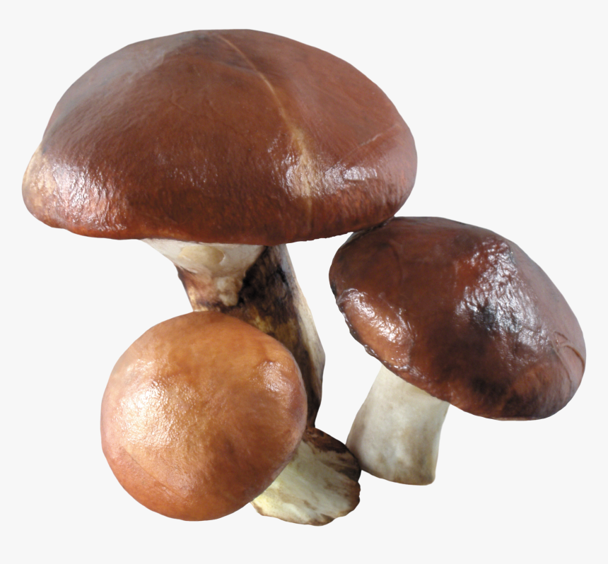 Mushroom Png Image - White Mushroom White Background, Transparent Png