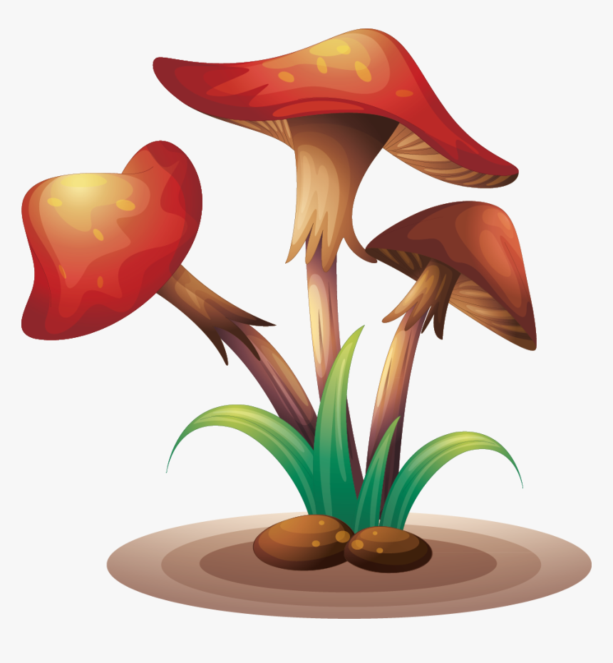 Fungus Clip Art Mushrooms - Illustration, HD Png Download