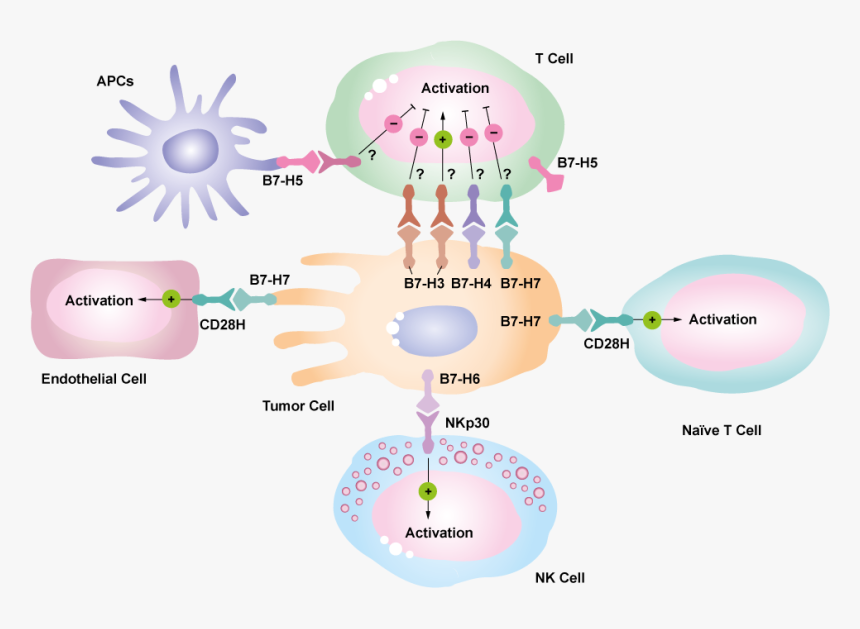 Immune Checkpoint B7 Family, HD Png Download