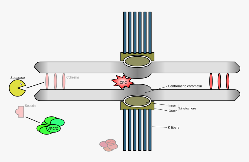 Clip Art, HD Png Download