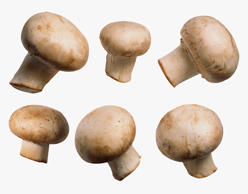 Download For Free Mushroom Png Image, Transparent Png
