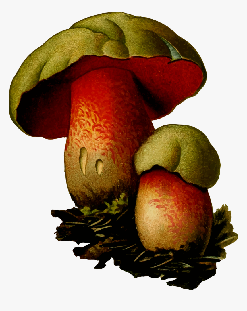 Wolf Bolete - Mushroom, HD Png Download