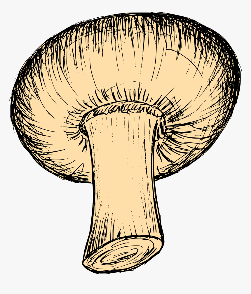 Mushroom Drawing 5 - Russula Integra, HD Png Download