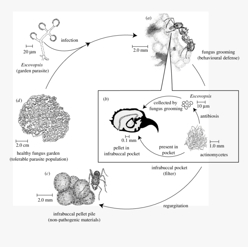 Infrabuccal Pocket, HD Png Download