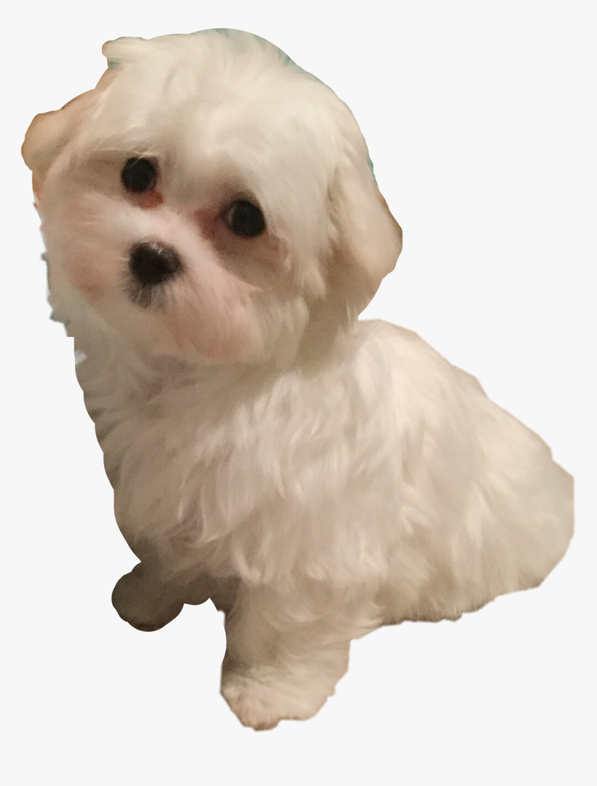 #maltese #sadie #freetoedit, HD Png Download