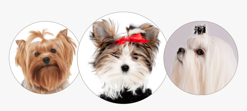 Morkie, Yorkie And Maltese - Morkie, HD Png Download