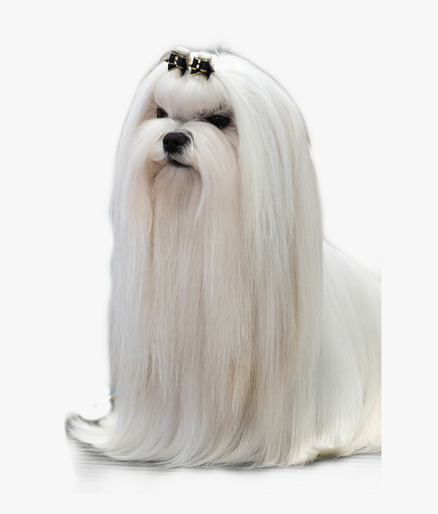 #maltese - Maltese, HD Png Download