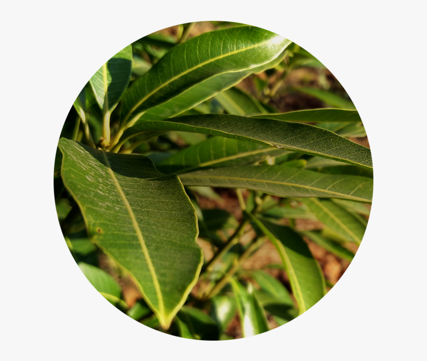 Leaf - Wall Clock, HD Png Download