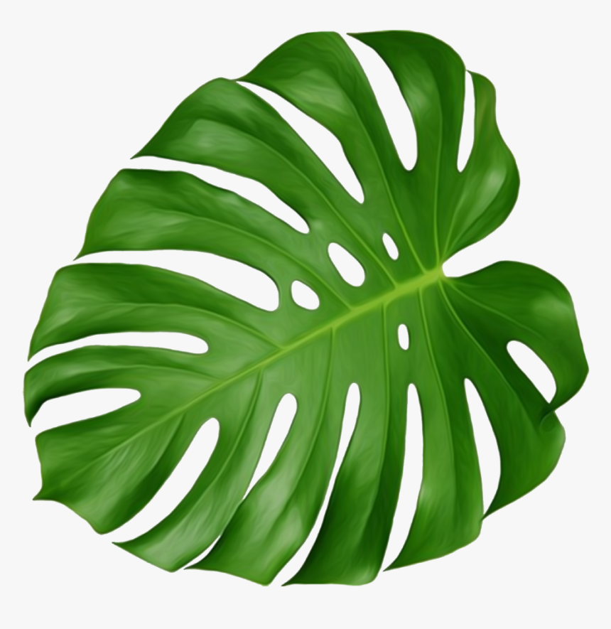 Leaf Swiss Cheese Plant, HD Png Download