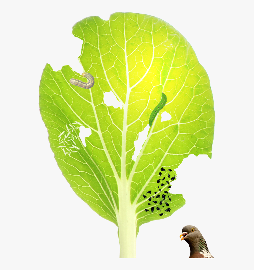 Chard, HD Png Download
