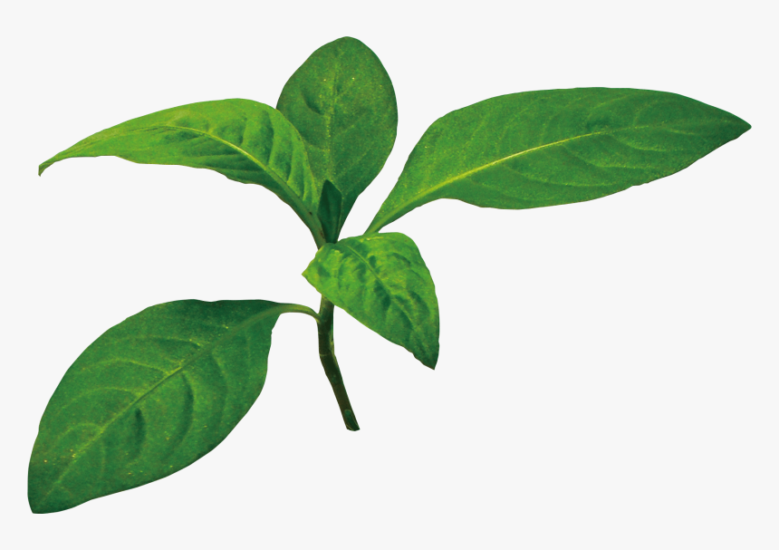 Indigo Leaves Image Png, Transparent Png