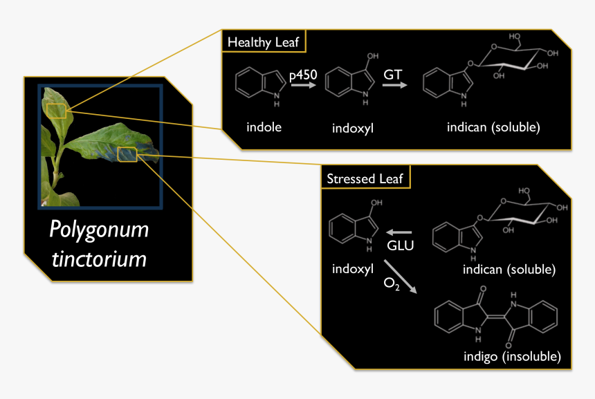 Diagram, HD Png Download