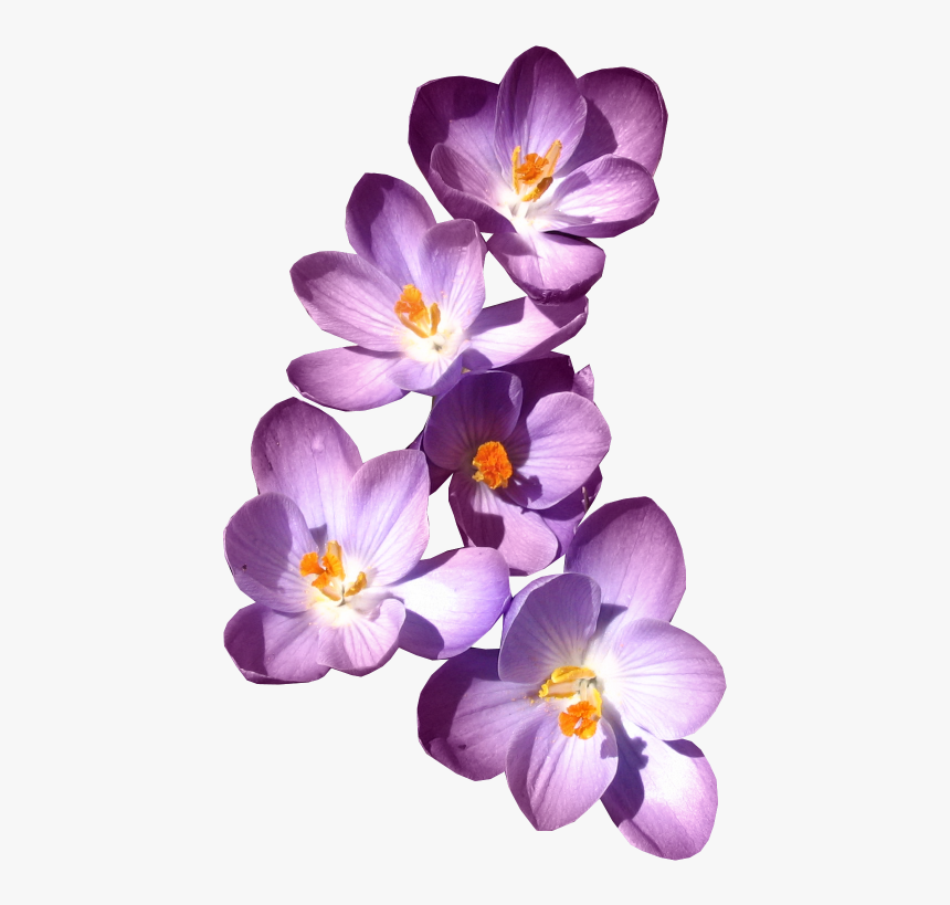 Filledesiles My Kingdom Is, HD Png Download