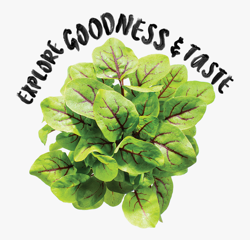 Houseplant, HD Png Download