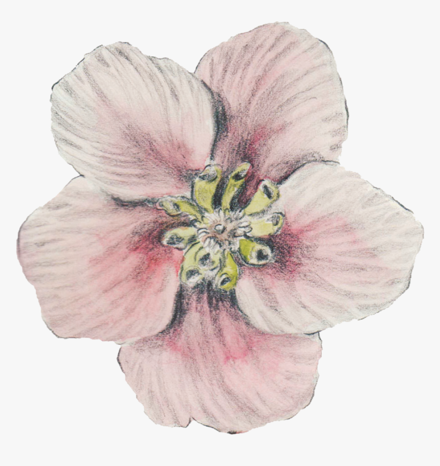 Flowerweb - Flowering Dogwood, HD Png Download