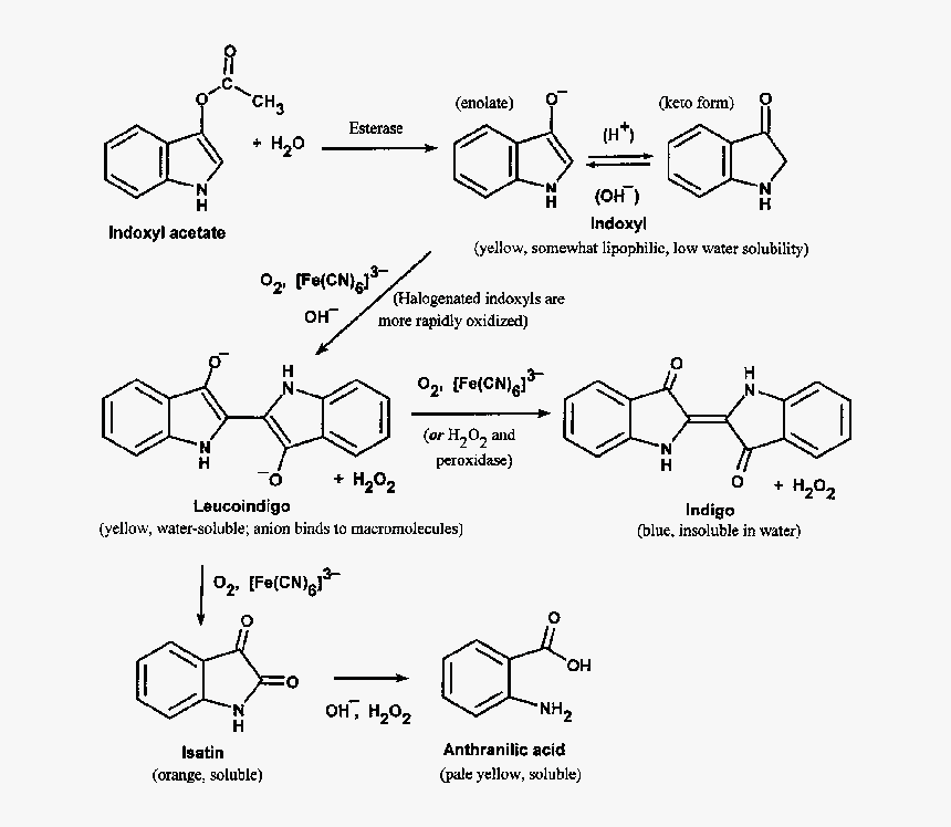 Synthesis Of Clozapine, HD Png Download