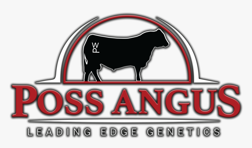 Poss Angus - Bull, HD Png Download