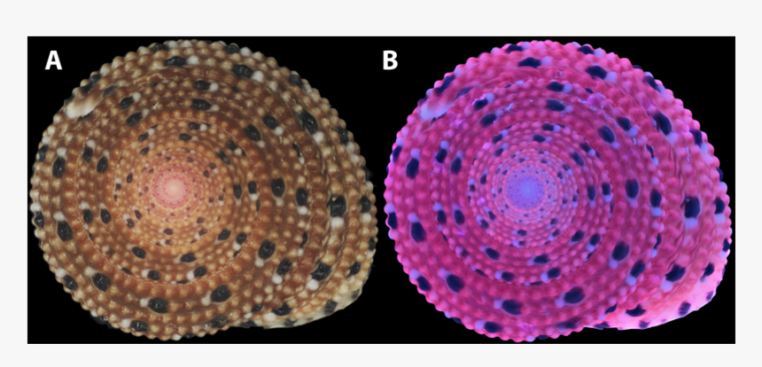 Two Mollusc Shells - Circle, HD Png Download