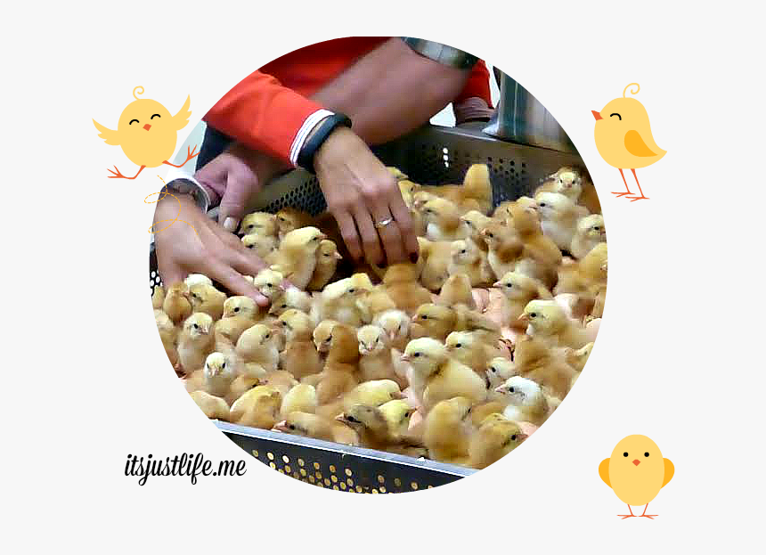 Hoovershatchery - Duck, HD Png Download