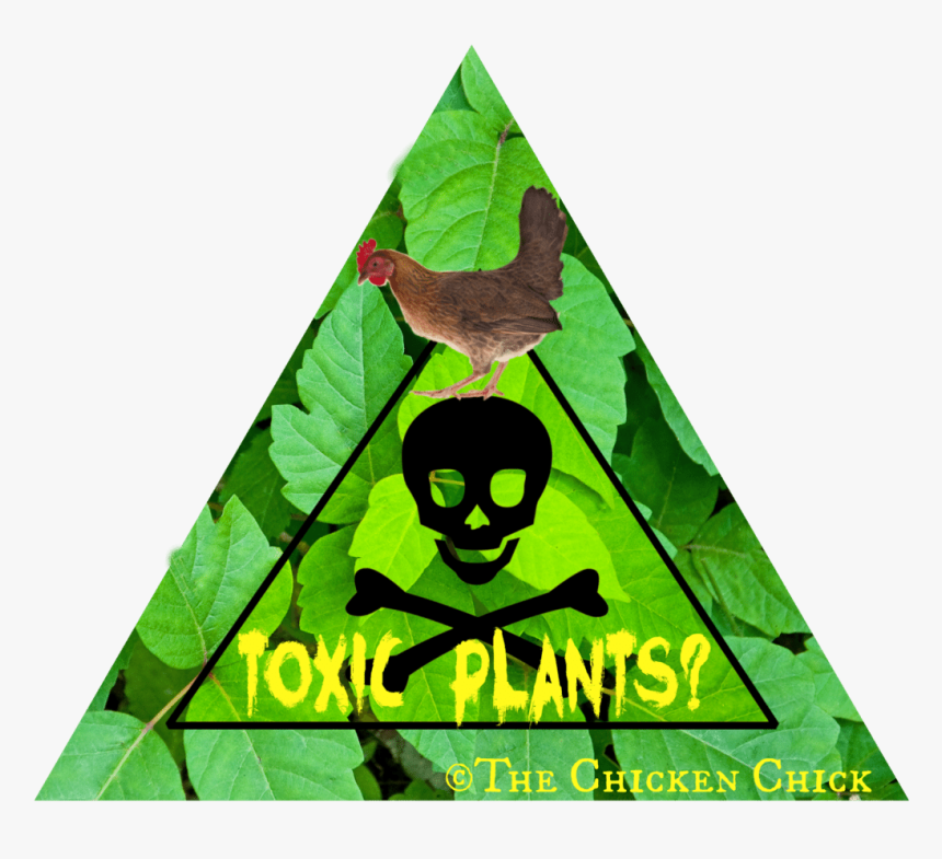 Baby Chicks Png, Transparent Png