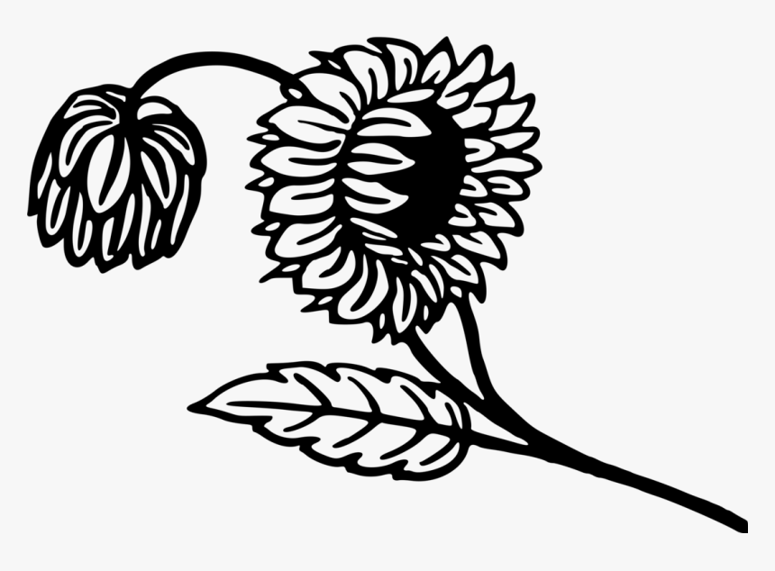 Pine Family,line Art,plant, HD Png Download