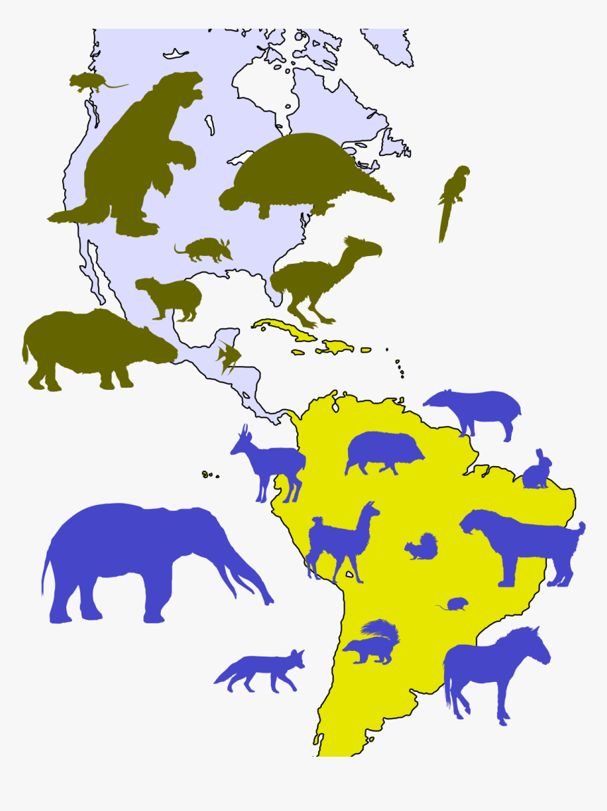 Great American Biotic Interchange, HD Png Download