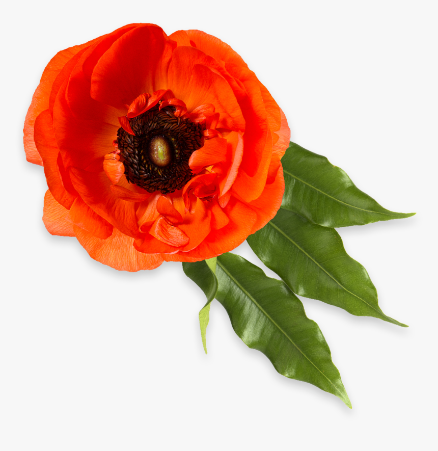 Oriental Poppy, HD Png Download